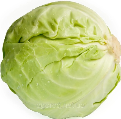 КАПУСТА БЕЛОКОЧАННАЯ /ВЕС