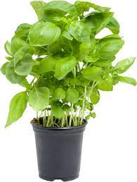 Зелень Базилик зеленый горшочек 1шт/50гр