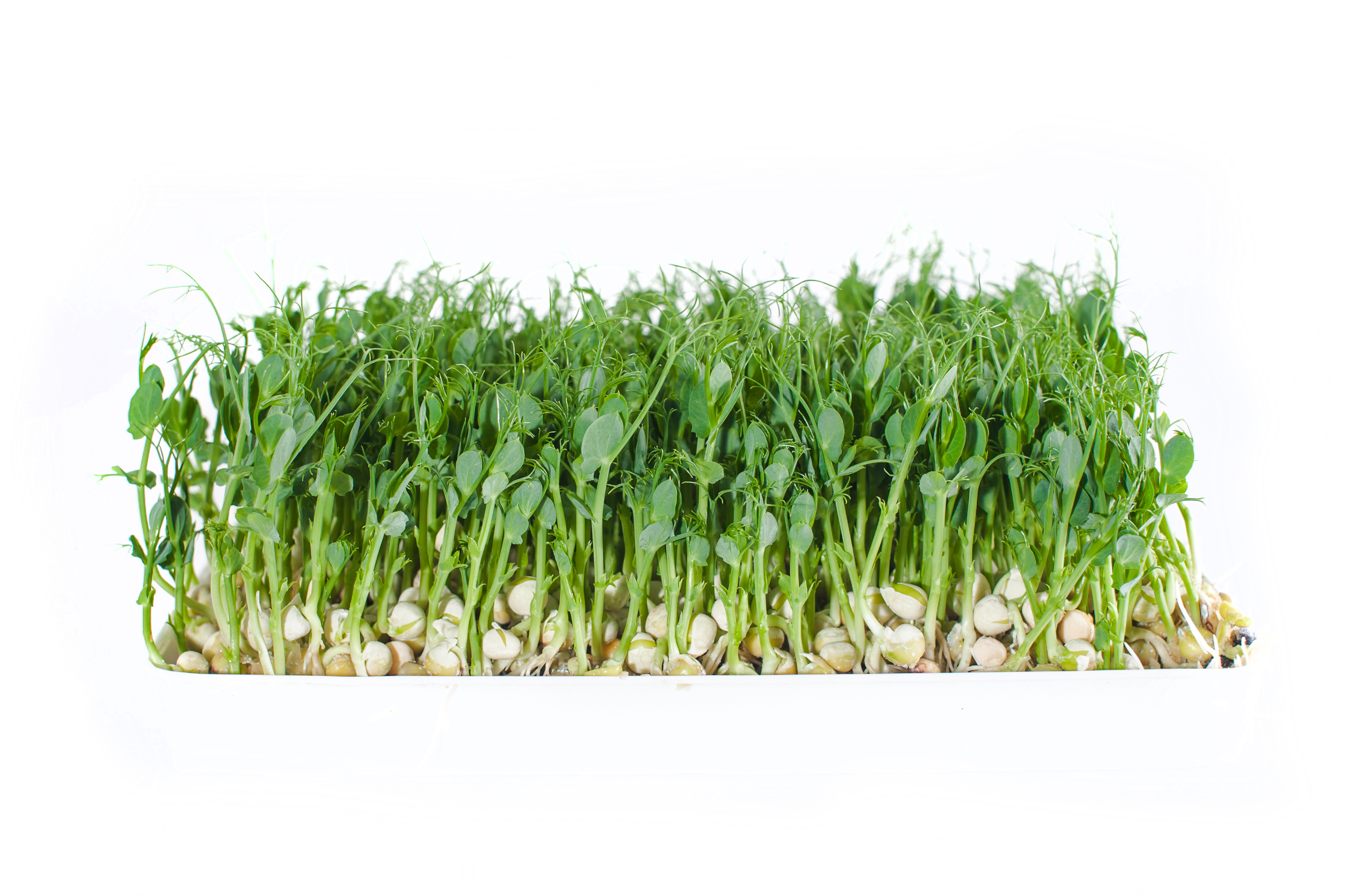 МИКРОЗЕЛЕНЬ ГОРОХ 1ШТ