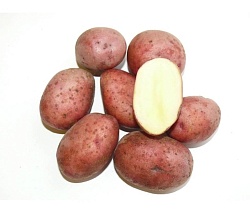Картофель Белый (ОД)