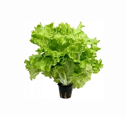 Салат "Афицион" листовой горшочек 1шт/100гр