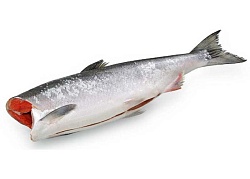 РЫБА ГОРБУША С/М ПБГ /ВЕС