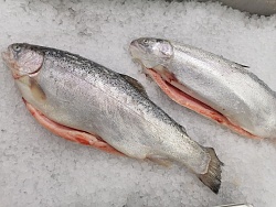 Форель охл 4-5 Мурманск