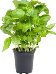Зелень Базилик зеленый горшочек 1шт/50гр