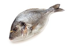 Дорадо н/р с/м 400-600  зам.