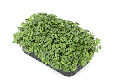 Микрозелень редис 1шт