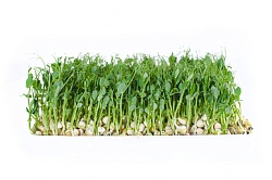 МИКРОЗЕЛЕНЬ ГОРОХ 1ШТ